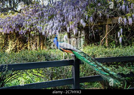 A male Indian peacock perches on a garden fence in spring at Magnolia Plantation in Charleston, South Carolina. The plantation and gardens were built in 1676 by the Drayton Family and remains under the control of the Drayton family after 15 generations. Stock Photo