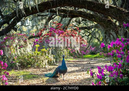 A male Indian peacock perches on a garden fence in spring at Magnolia Plantation in Charleston, South Carolina. The plantation and gardens were built in 1676 by the Drayton Family and remains under the control of the Drayton family after 15 generations. Stock Photo