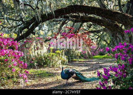 A male Indian peacock perches on a garden fence in spring at Magnolia Plantation in Charleston, South Carolina. The plantation and gardens were built in 1676 by the Drayton Family and remains under the control of the Drayton family after 15 generations. Stock Photo