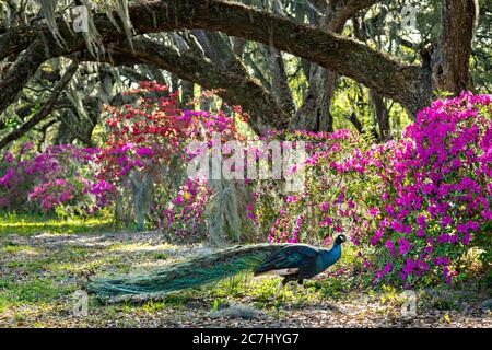 A male Indian peacock perches on a garden fence in spring at Magnolia Plantation in Charleston, South Carolina. The plantation and gardens were built in 1676 by the Drayton Family and remains under the control of the Drayton family after 15 generations. Stock Photo