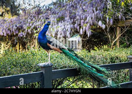 A male Indian peacock perches on a garden fence in spring at Magnolia Plantation in Charleston, South Carolina. The plantation and gardens were built in 1676 by the Drayton Family and remains under the control of the Drayton family after 15 generations. Stock Photo