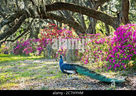 A male Indian peacock perches on a garden fence in spring at Magnolia Plantation in Charleston, South Carolina. The plantation and gardens were built in 1676 by the Drayton Family and remains under the control of the Drayton family after 15 generations. Stock Photo