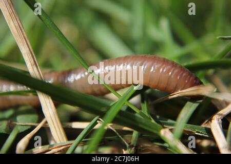 Common earthworm, dew-worm, rainworm, nightcrawler, angleworm, L ...