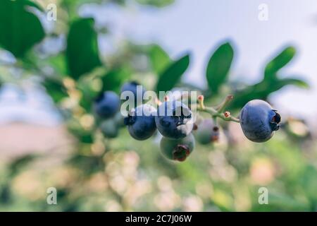 Some blueberries on a branch in the garden at summer sunny day close up shot, healthy food concept Stock Photo