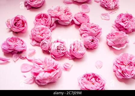 Composition of pink flowers on a pink background. Top view. Flat lay. Festive background. Place for text. Postcard template. Congratulations. Valentin Stock Photo