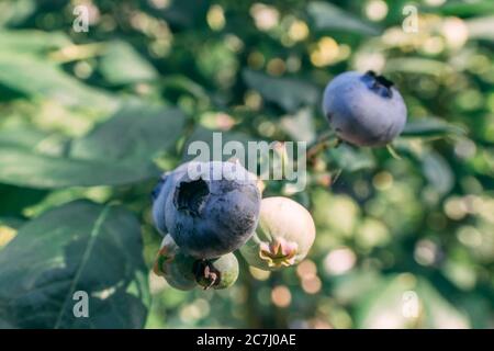 Some blueberries on a branch in the garden at summer sunny day close up shot, healthy food concept
