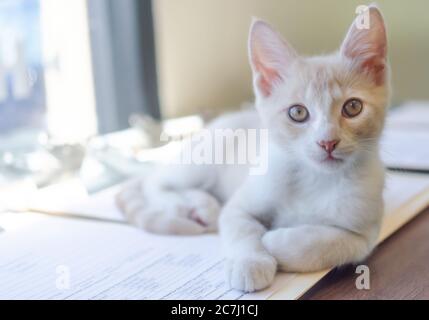 A short-haired domestic kitten lays on papers, July 16, 2020, in Theodore, Alabama. The kitten was rescued after it was abandoned by its mother. Stock Photo
