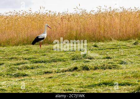 A stork on a freshly mowed meadow. A large bird in Central Europe. Summer season. Stock Photo