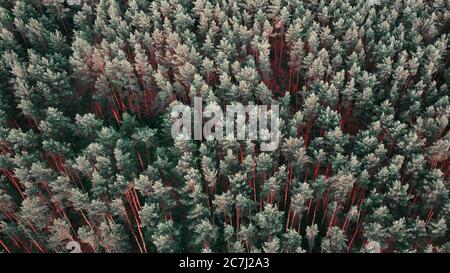 Aerial drone view of pine tree forest with pale green leaves and bright orange trunks lit by the sun before sunset Stock Photo
