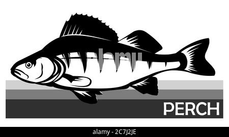 Perch common fish. Predatory river fish. European fish. Edible. Fishing for perch. River, lake. Striped. Stock Vector