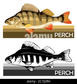 Perch common fish. Predatory river fish. European fish. Edible. Fishing for perch. River, lake. Striped. Stock Vector