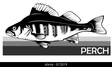 Perch common fish. Predatory river fish. European fish. Edible. Fishing for perch. River, lake. Striped. Stock Vector
