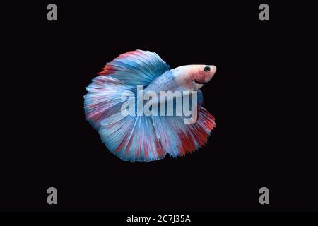 Side view of Double tail grizzle betta siamese fighting fish in blue white red color isolated on black background. Image Photo Stock Photo