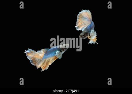Two dancing blue yellow halfmoon betta siamese fighting fish isolated on black colour background Stock Photo