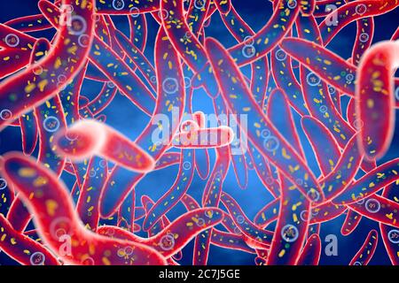 Fusobacterium bacteria, illustration. Fusobacterium are Gram-negative anaerobic bacilli (rod-shaped) bacteria, typically long and tapered at both ends (fusiform). Fusobacterium occurs as the main filamentous bacteria in the dental plaque that forms on the surface of teeth. Plaque is a cause of periodontal disease and tooth decay in humans. Fusobacterium ferments carbohydrates to lactic acid. Fusobacterium nucleatum is non-motile, and part of the Bacteroides group of bacteria that are obligate animal parasites. Stock Photo