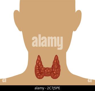 Healthy thyroid gland isolate on a white background. Vector. Head and throat of a man. Color image and monochrome icon. A series of illustrations Stock Vector
