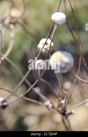 Vertical selective focus shot of white anemones in the middle of a garden Stock Photo