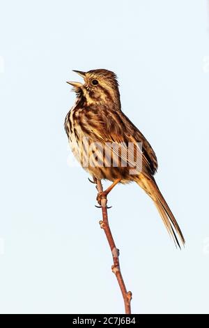Song sparrow singing Stock Photo