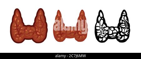 Thyroid gland vector isolate on a white background. Color image and monochrome icon. A series of illustrations on the internal organs. Anatomy. Stock Vector