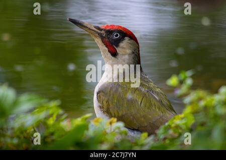 green woodpecker (Picus viridis), at a pond in forest, Switzerland, Sankt Gallen Stock Photo