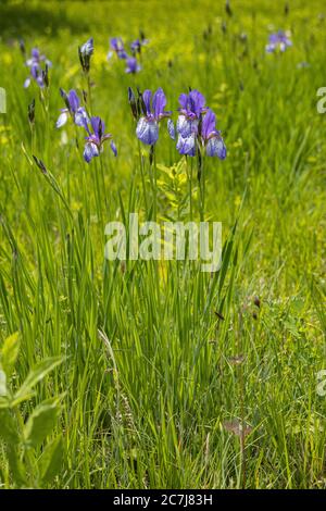 Siberian Iris, Siberian flag (Iris sibirica), blooming, Germany, Bavaria, Chiemseemoore Stock Photo