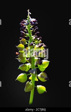 grape hyacinth (Muscari latifolium), infructescence against black background, Netherlands grape hyacinth (Muscari latifolium), infructescence against black background, Netherlands