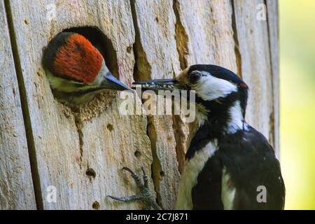 Great spotted woodpecker (Picoides major, Dendrocopos major), female feeds chick at the breeding cave, Switzerland, Sankt Gallen