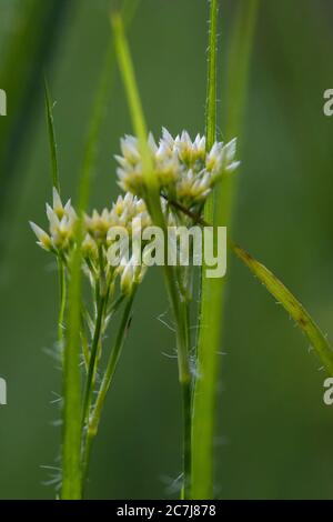 Oakforest woodrush (Luzula luzuloides. Luzula albida), inflorescences, Netherlands, Frisia Stock Photo