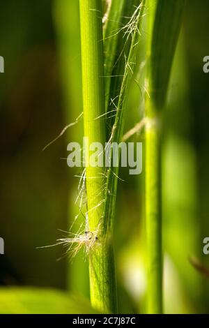 Oakforest woodrush (Luzula luzuloides. Luzula albida), stem and leaf, Netherlands, Frisia Stock Photo