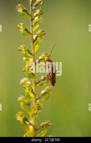common twayblade, egg-leaf twayblade (Neottia ovata, Listera ovata), flowers with beetle, Netherlands, Frisia Stock Photo
