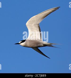 aleutian tern (Onychoprion aleuticus, Sterna aleutica), adult in flight, USA, Alaska Stock Photo