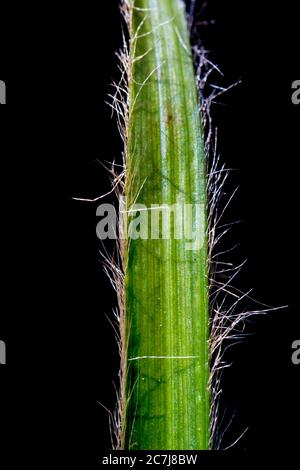 Oakforest woodrush (Luzula luzuloides. Luzula albida), leaf against black background, Netherlands, Frisia Stock Photo