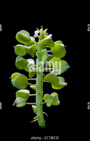 small grape hyacinth, common grape hyacinth (Muscari botryoides, Muscari heldreichii, Hyacinthus botryoides), infructescence against black background, Netherlands, Frisia small grape hyacinth, common grape hyacinth (Muscari botryoides, Muscari heldreichii, Hyacinthus botryoides), infructescence against black background, Netherlands, Frisia