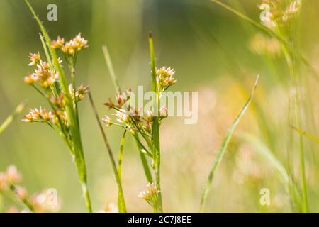 Oakforest woodrush (Luzula luzuloides. Luzula albida), inflorescences, Netherlands, Frisia Stock Photo