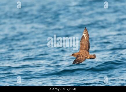 Great skua (Stercorarius skua, Catharacta skua), in flight over the Atlantic Ocean, side view, Spain, Fisterra Stock Photo