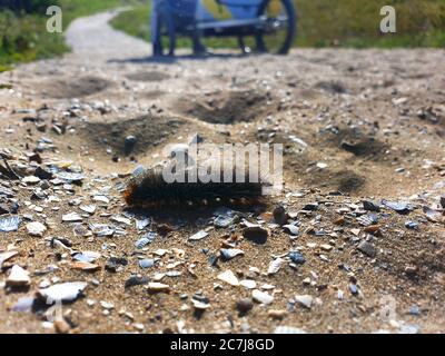 Brown-tail moth, Brown-tail (Euproctis chrysorrhoea), caterpillar, can cause itching and breathing troubles, Netherlands, South Holland, Noordwijk aan Zee Stock Photo