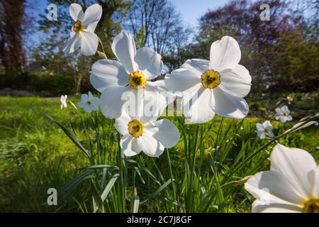 pheasant's-eye daffodil, pheasant's-eye narcissus, poet's narcissus (Narcissus poeticus), blooming on a meadow, Netherlands, Frisia Stock Photo