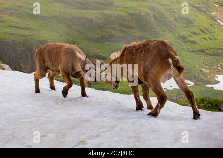 Alpine ibex (Capra ibex, Capra ibex ibex), two young ibexes fight in a snow field, Switzerland, Toggenburg, Chaeserrugg Stock Photo