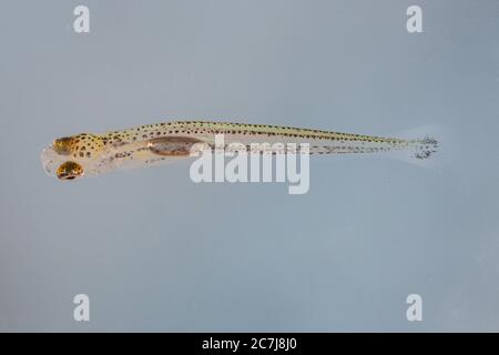 nase (Chondrostoma nasus), larva after swimming free, Germany Stock Photo