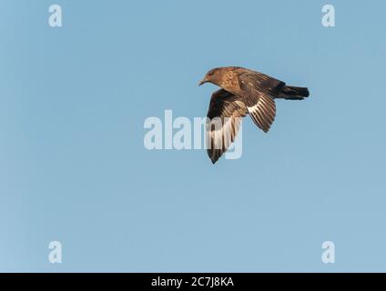 Great skua (Stercorarius skua, Catharacta skua), in flight, side view, Spain, Fisterra Stock Photo