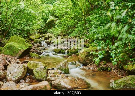 stream in a Rainforest at the Lulumahu trail to the Lulumahu falls, USA, Hawaii, Oahu, Honolulu Watershed Forest Reserve Stock Photo