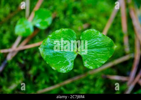 Lesser twayblade, Heart-leaved twayblade, Heartleaf twayblade (Listera cordata, Neottia cordata), leaves, Netherlands, Frisia Stock Photo