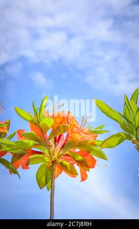 Inflorescences of orange azalea on a background of blue sky Stock Photo