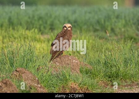Western Marsh Harrier (Circus aeruginosus), perching on a clod of earth at the boundary in a plover breeding territory, Germany, Bavaria, Erdinger Moos Stock Photo