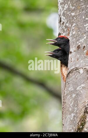 black woodpecker (Dryocopus martius), two begging young birds in the breeding cave in an old beech, side view, Germany, Bavaria, Kesselseemoore Stock Photo