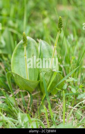 common twayblade, egg-leaf twayblade (Neottia ovata, Listera ovata), in bud, Netherlands, Frisia Stock Photo