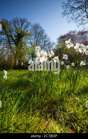 Daffodil flowers on a meadow in springtime Stock Photo - Alamy