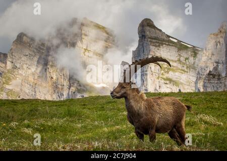 Alpine ibex (Capra ibex, Capra ibex ibex), stands in alpine medow in front of fog-shrouded, Switzerland, Toggenburg, Chaeserrugg Stock Photo