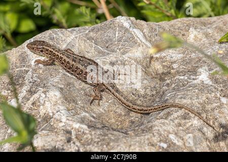sand lizard (Lacerta agilis), pregnant female sunbathing on a rock boulder, side view, Germany, Bavaria, Isental Stock Photo