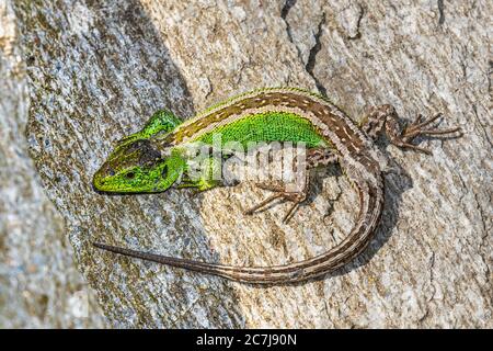 sand lizard (Lacerta agilis), male in mating coloring on bark, view from above, Germany, Bavaria, Isental Stock Photo